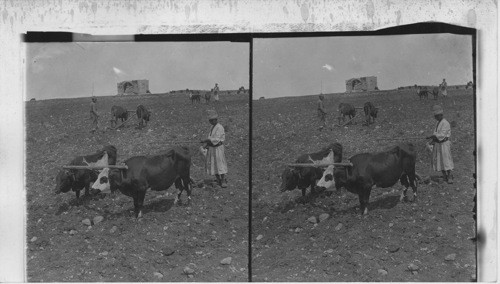 Plowing in the Valley of Ajalon, Palestine (Steers with crude one- handle plough.) Palestine