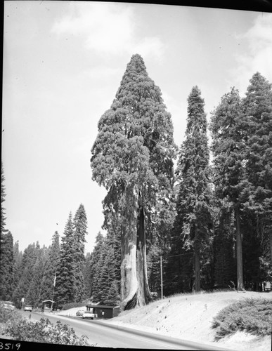 Giant Sequoias, Sequoia at entrance station. Roads