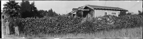 Rose fence, Los Angeles. June 15, 1923