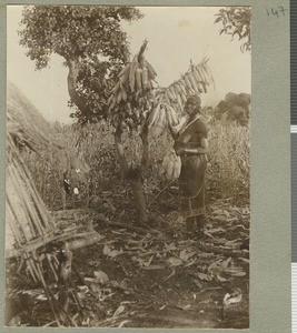 Woman drying maize, Eastern Province, Kenya, ca.1926