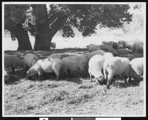 Flock of sheep, ca.1900