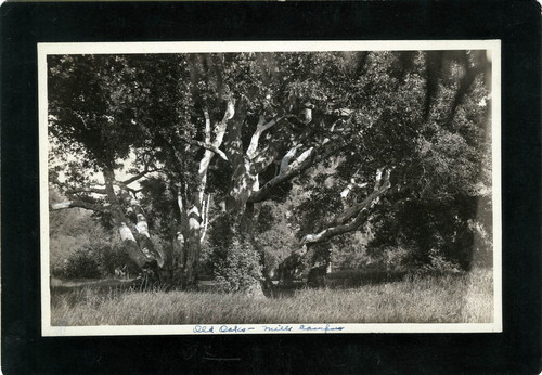 Photograph of oak trees at Mills College