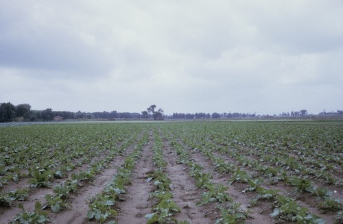 Wusan People's Commune, crop field (1 of 4)