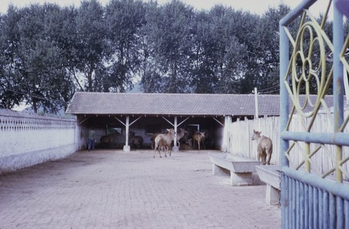 Deer farm (1 of 3)