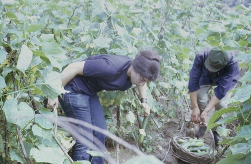 Wusan People's Commune, vegetable picking (2 of 3)