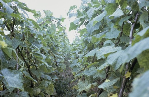 Wusan People's Commune, crop field (3 of 4)