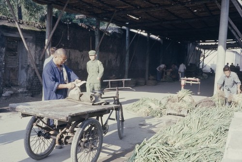 Packing vegetables