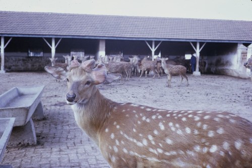 Sika deer