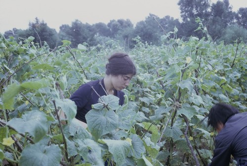 Wusan People's Commune, vegetable picking (3 of 3)