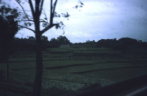 Crop fields