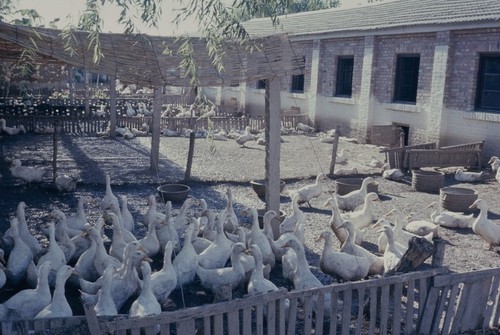 Ducks on farm (2 of 3)