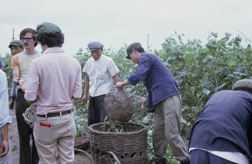 Wusan People's Commune, vegetable picking (1 of 3)