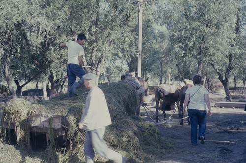 Horse-drawn farm wagon