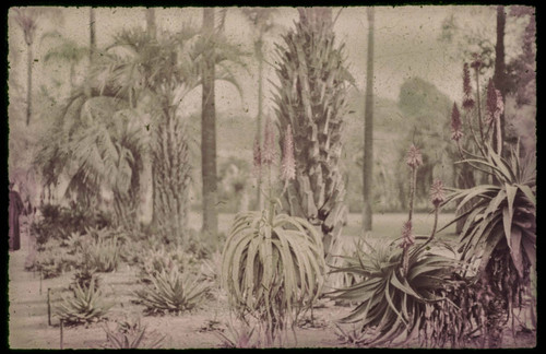 Image of aloes and palms at the Huntington Botanical Gardens