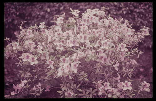 Image of a flowering azalea at the Huntington Botanical Gardens