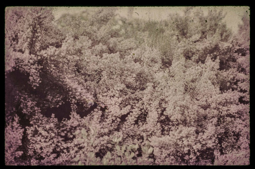 Image of a hedge at the Huntington Botanical Gardens