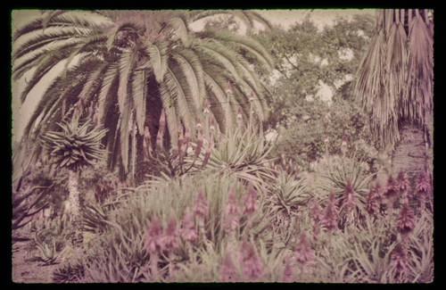 Image of aloes and palms at the Huntington Botanical Gardens