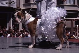 Chien Dog Show-J-B-CARHAIX