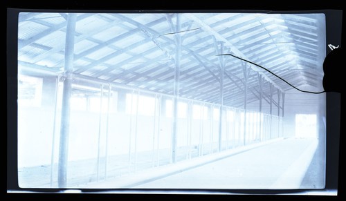 Daiy Barns, A.W. Morris and Son Ranch, Knights Landing