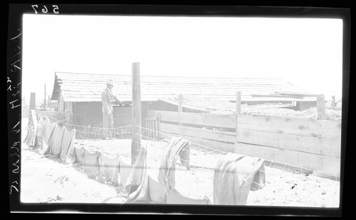 Hog Houses, S.S. Rogers Ranch, Davis