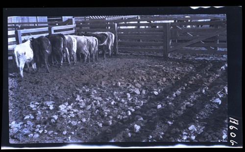 Feed Lots, University Farm