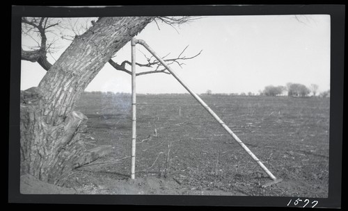 Steel Fence Posts - Test Fence, Armstrong tract - University Farm