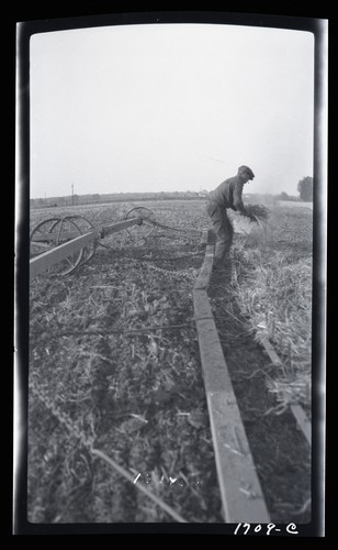 Harrow Cart, 3 miles west of Nicolaus, California (c)