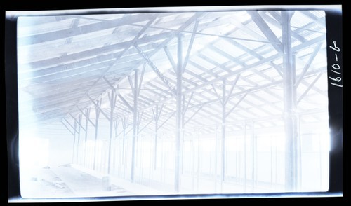 Daiy Barns, A.W. Morris and Son Ranch, Knights Landing