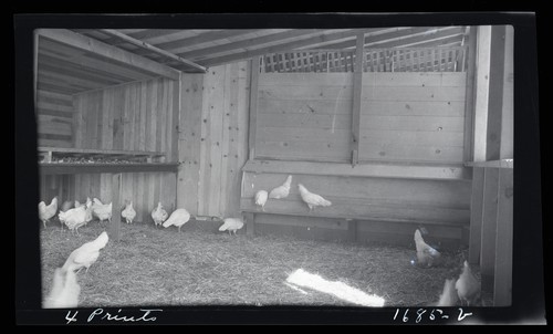 University Type Poultry House, Fred Smith Poultry Ranch, Davis