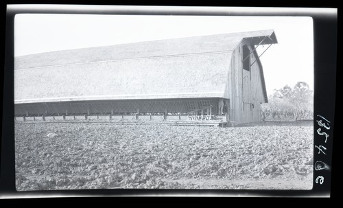 Dairy Cattle Feeding Barn, Glide Ranch. Barn located west of Highway to Dixon at Putah Creek