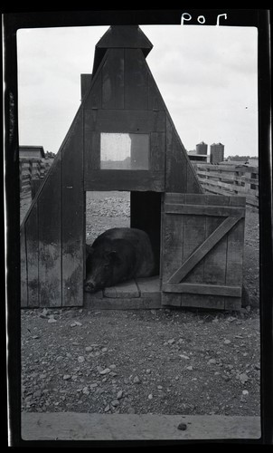 Hog House, University Farm, Davis