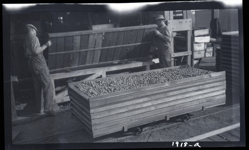 Dumping Walnut Trays, Anderson Barngrover Orchard, Linden