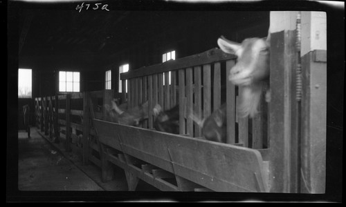 Stanchions for Milking Goats, University Farm