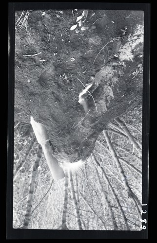 Soil Erosion, Watsonville