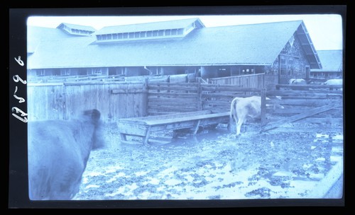 Feed Lots, University Farm