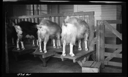 Stanchions for Milking Goats, University Farm