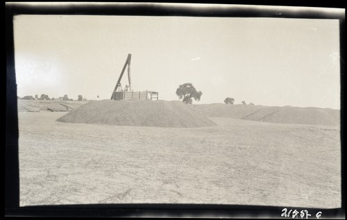 Elevator and Farm Storage, Thaxton Ranch, Grimes, California (c)