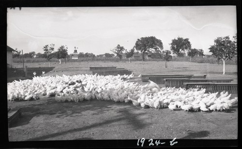 Poultry Run and Feed Racks, Frisnan's Poultry Ranch, Santa Rosa