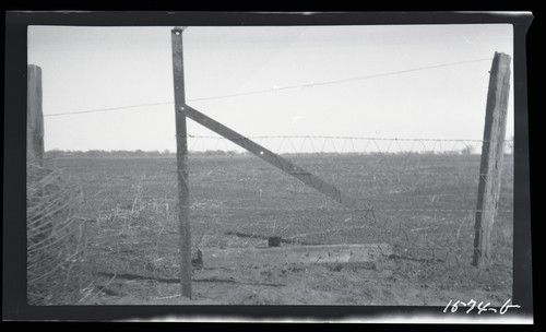 Steel Fence Posts - Test Fence, Armstrong Tract - University Farm (b)