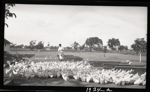 Poultry Run and Feed Racks, Frisnan's Poultry Ranch, Santa Rosa