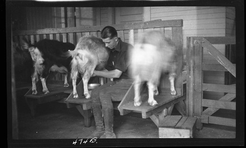 Stanchions for Milking Goats, University Farm