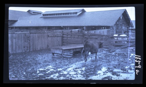 Feed Lots, University Farm