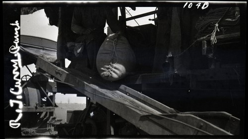 Poultry Houses, University Farm, Davis, California