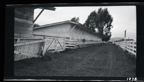 Dairy Cattle Barns, San Diego Co. Farms, Santee, Cal