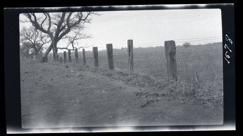 Wooden Fence Posts - Test Fence, University Farm - Armstrong Tract