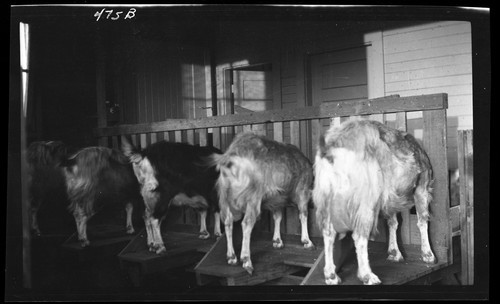 Stanchions for Milking Goats, University Farm