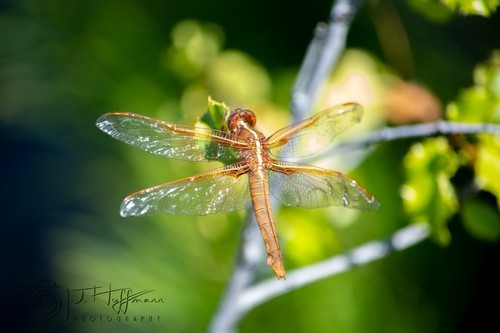 Flame Skimmer