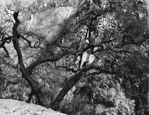 Tree after fire, Santa Monica Mountains