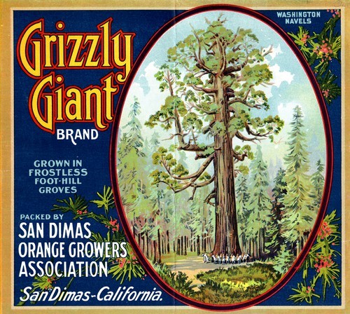 Grizzly Giant