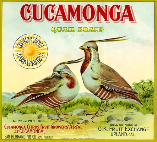 Cucamonga Quail